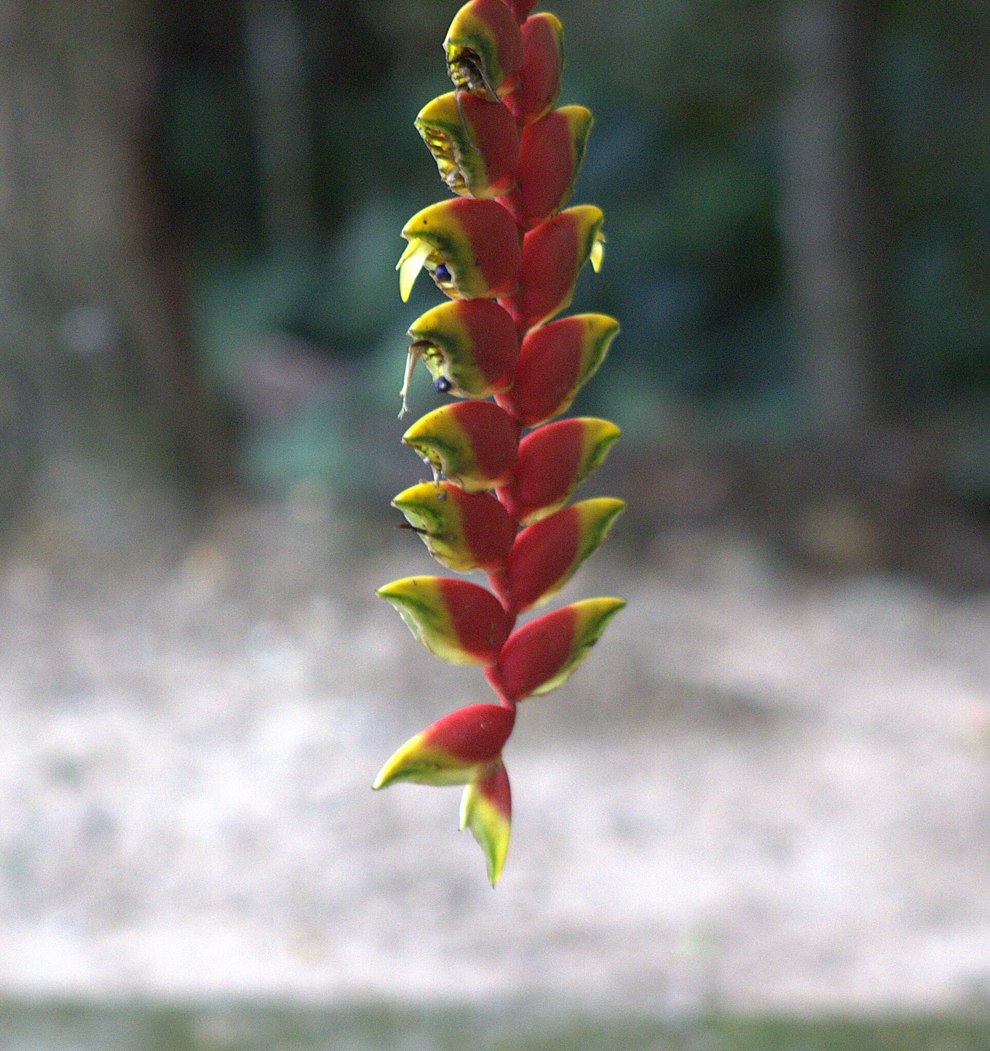 Heliconia rostrata