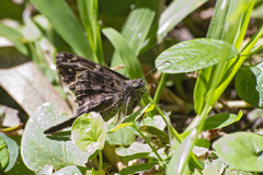 Thorybes dorantes dorantes