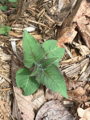 Monarda bradburiana