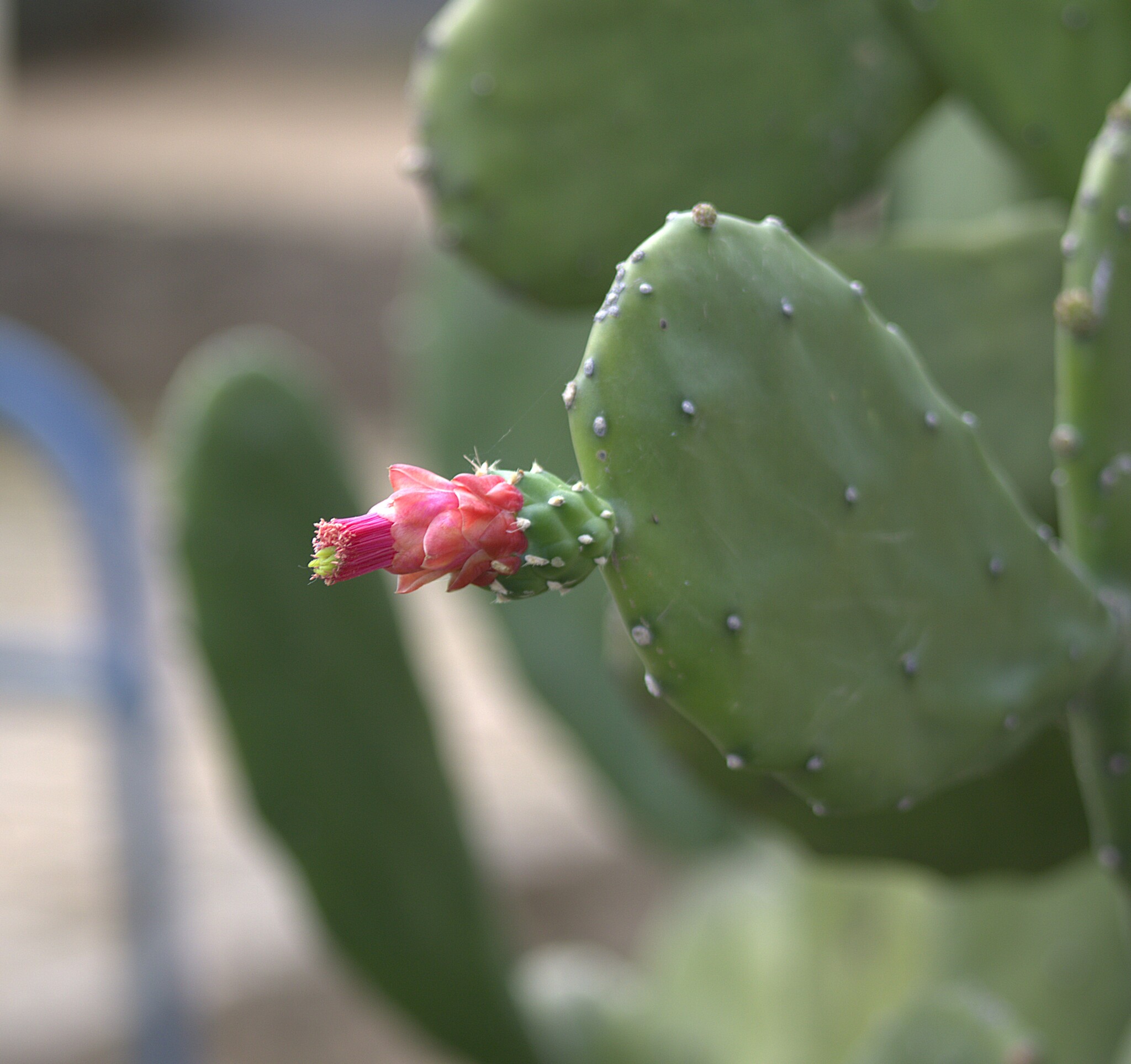 Opuntia cochenillifera