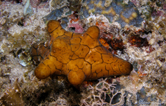 Coriocella nigra