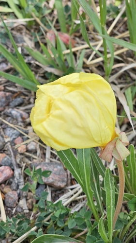 Oenothera howardii