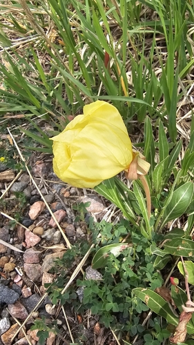 Oenothera howardii, photograph 2