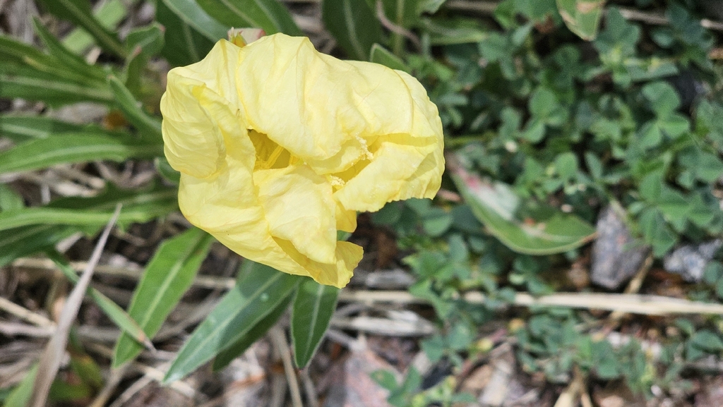 Oenothera howardii; photograph author not stated, no rights reserved