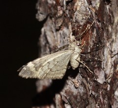 Caripeta divisata