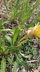 author not stated, no rights reserved Oenothera howardii, photograph author not stated, no rights reserved