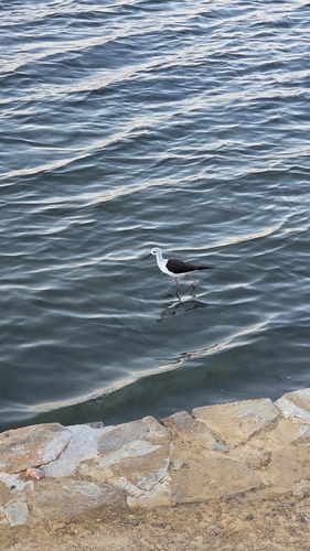 Black-winged Stilt