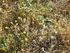 Plantago lagopus
