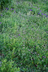 Phacelia parryi