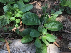Ruellia ciliatiflora