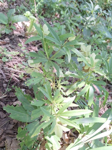 Helleborus dumetorum, photograph 1