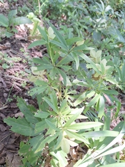 Helleborus dumetorum