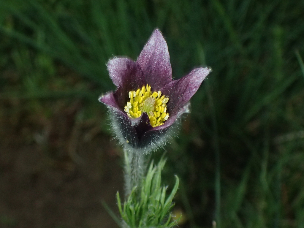 Pulsatilla rubra; photograph (c) Julien Renoult, some rights reserved (CC BY)