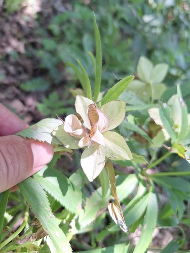 Helleborus dumetorum, photograph 2