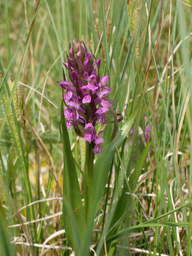 Early Marsh-orchid
