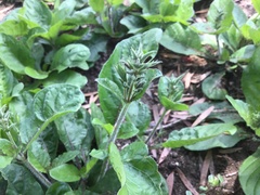 Ruellia ciliatiflora