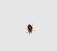 Zygiellinae