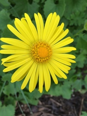 Doronicum