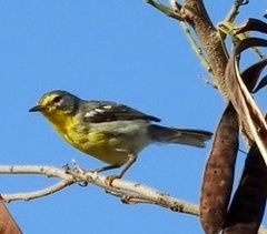 Setophaga adelaidae