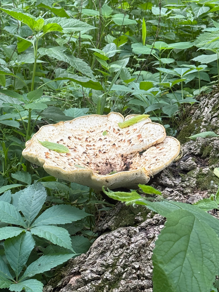 Dryad's Saddle · May 2026 · photo: Photo: (c) Curtis Meyers, some rights reserved (CC BY-SA) · iNaturalist
