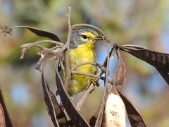 Setophaga adelaidae