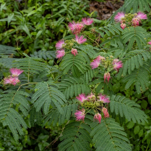 Silk Tree