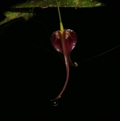 Pleurothallis ruberrima