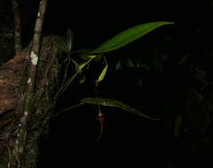 Pleurothallis ruberrima