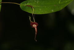 Pleurothallis ruberrima