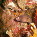 White Eyed Moray - Photo (c) David R, some rights reserved (CC BY-NC), uploaded by David R