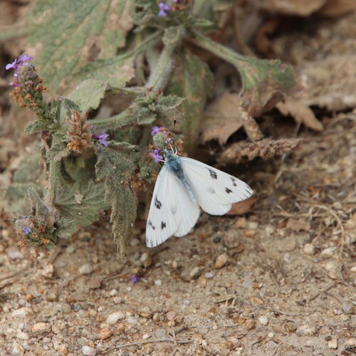 iNaturalist observation photo of Checkered White