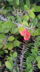 Euphorbia milii