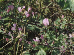 Ononis spinosa spinosa