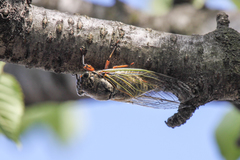 Cryptotympana facialis