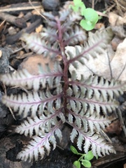 Athyrium niponicum