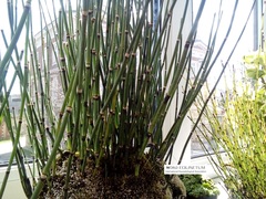 Equisetum hyemale