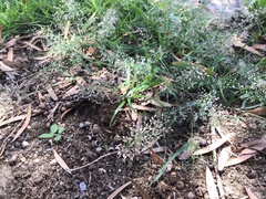 Eragrostis amabilis