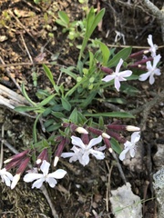 Silene caroliniana