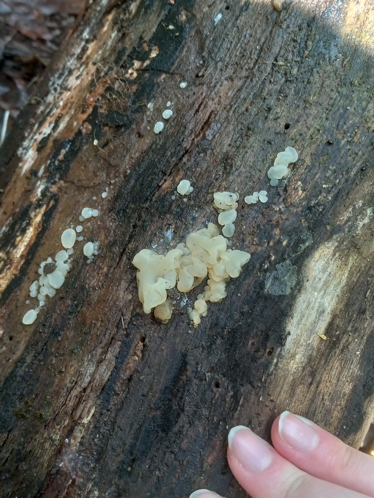 white jelly fungus · May 2026 · photo: Photo: (c) Aleks, some rights reserved (CC BY) · iNaturalist