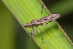 Oncocephalus pudicus