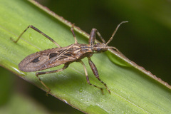 Oncocephalus pudicus