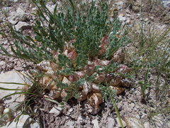 Astragalus megacarpus