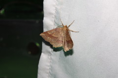 Euchlaena pectinaria
