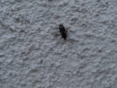 Scolopostethus decoratus