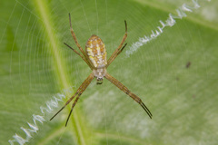 Argiope dang