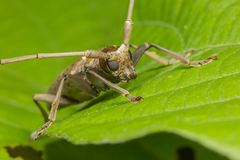 Acalolepta rusticatrix