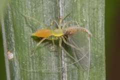 Cloeon bengalense