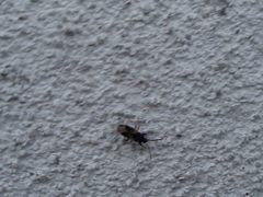 Scolopostethus decoratus