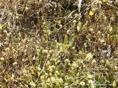 Trisetaria panicea