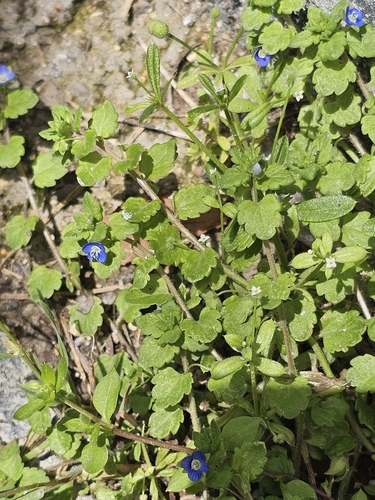bird's-eye speedwell